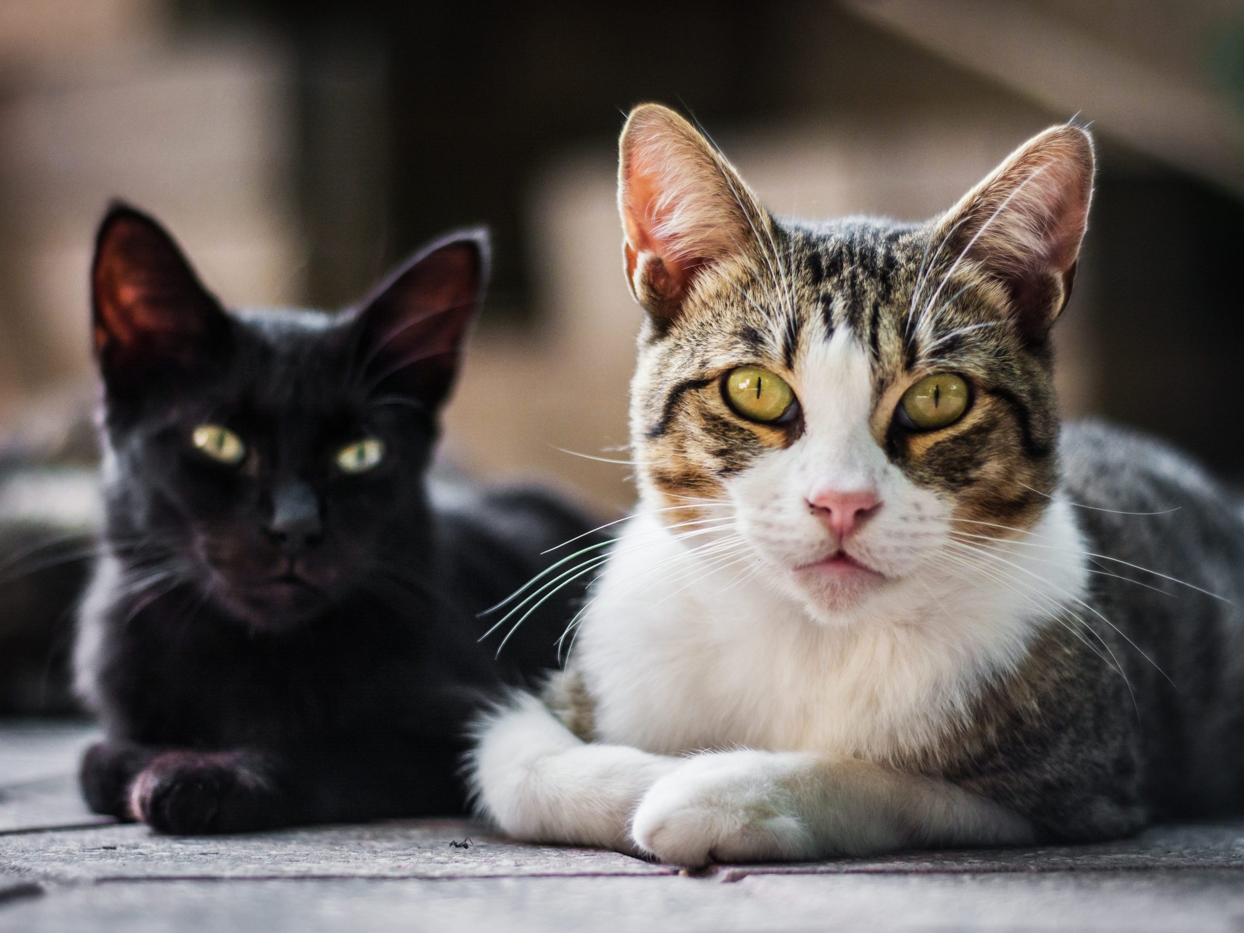 <a href="https://www.freepik.es/foto-gratis/disparo-horizontal-dos-gatos-sentados-sobre-fondo-borroso_23835082.htm#fromView=search&page=2&position=1&uuid=700a7275-3a62-46a6-9115-18c7dd37d68b">Imagen de wirestock en Freepik</a>